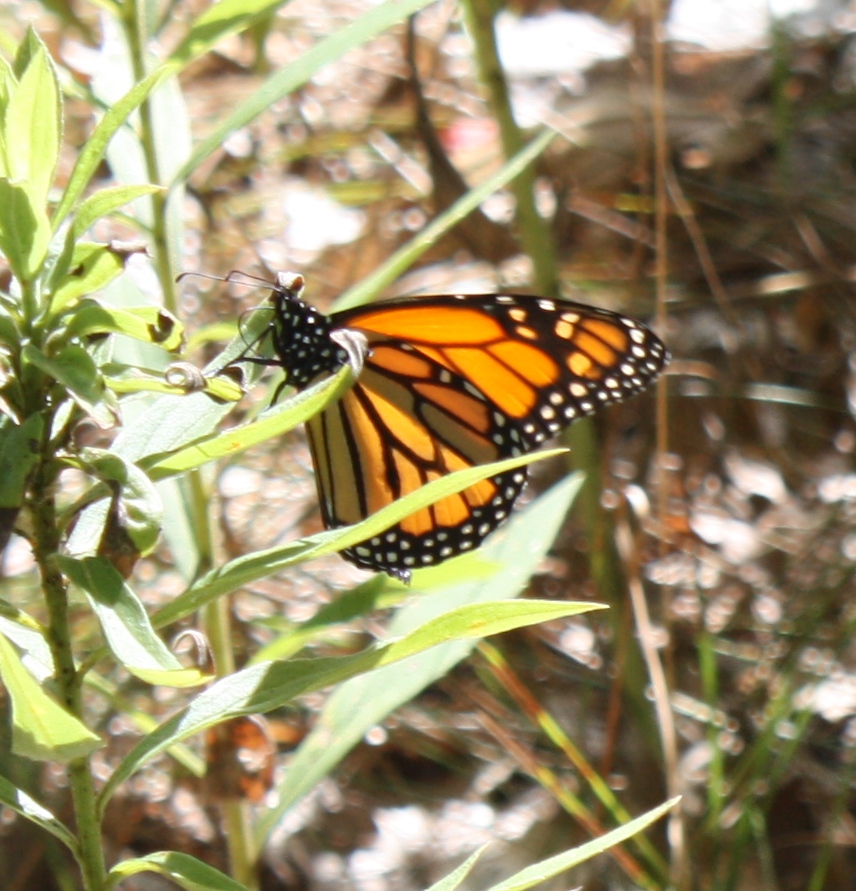 Labour Day Camping - Monarch 2